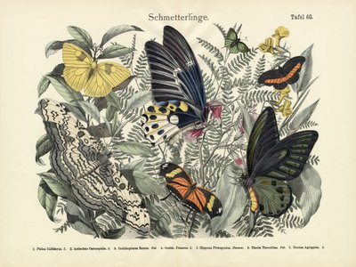 Butterflies by German School